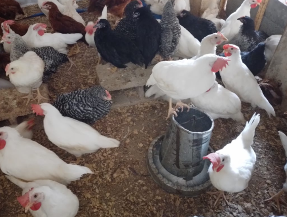 Suor Philomène ci racconta il progetto del pollaio in Burkina Faso